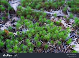 Attēlu rezultāti vaicājumam “Polytrichastrum formosum”