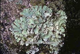 Attēlu rezultāti vaicājumam “Punctelia subrudecta”