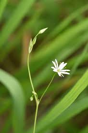 Attēlu rezultāti vaicājumam “Stellaria longifolia”