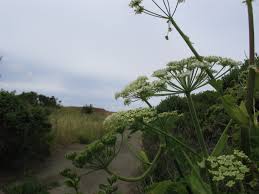 Attēlu rezultāti vaicājumam “Heracleum”