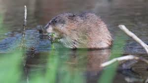 Attēlu rezultāti vaicājumam “Ondatra zibethicus”