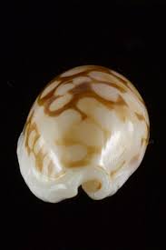 Attēlu rezultāti vaicājumam “Cribraria sp.”