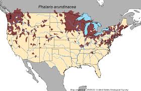 Attēlu rezultāti vaicājumam “Phalaroides arundinacea fruit”