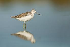 Attēlu rezultāti vaicājumam “Tringa nebularia adult”