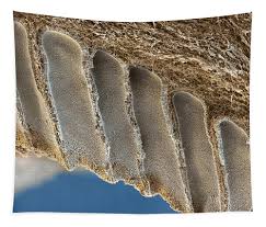 Attēlu rezultāti vaicājumam “Polyporus brumalis”