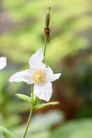 Image result for Meconopsis betonicifolia alba