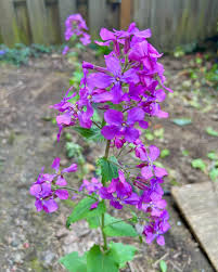Image result for Lunaria annua