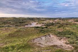 Attēlu rezultāti vaicājumam “Populus x lettland”