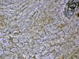 Attēlu rezultāti vaicājumam “Hymenoscyphus imberbis”