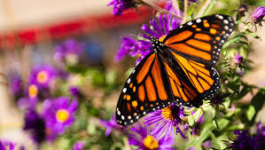 Image result for monarch butterfly
