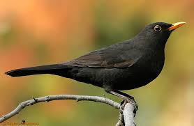 Attēlu rezultāti vaicājumam “Turdus merula male”