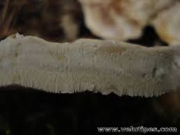 Attēlu rezultāti vaicājumam “Postia guttulata”