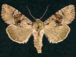 Attēlu rezultāti vaicājumam “Apamea sordens”