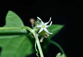 Attēlu rezultāti vaicājumam “Echinocystis lobata flower”