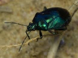 Attēlu rezultāti vaicājumam “Zicrona caerulea”