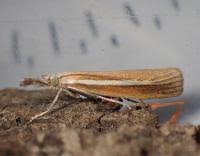 Attēlu rezultāti vaicājumam “Agriphila selasella”