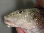 Image result for Menticirrhus littoralis