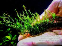 Attēlu rezultāti vaicājumam “Plagiomnium affine sporophyte”