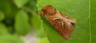Attēlu rezultāti vaicājumam “Hepialus sylvina female”
