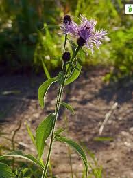 Attēlu rezultāti vaicājumam “Centaurea phrygia flower”
