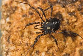 Attēlu rezultāti vaicājumam “Lophopilio palpinalis”