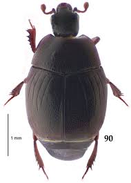 Attēlu rezultāti vaicājumam “Hypocaccus rugiceps”