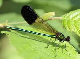 Attēlu rezultāti vaicājumam “Calopterygidae”