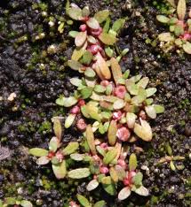 Attēlu rezultāti vaicājumam “Elatinaceae”