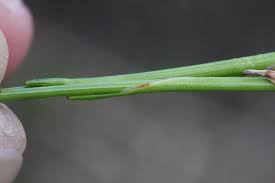Attēlu rezultāti vaicājumam “Trichophorum cespitosum fruit”