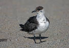 Attēlu rezultāti vaicājumam “Stercorarius parasiticus”