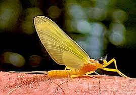 Attēlu rezultāti vaicājumam “Heptagenia sulphurea female”