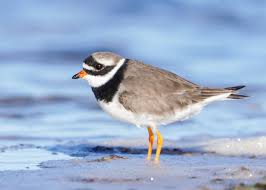 Attēlu rezultāti vaicājumam “Charadrius hiaticula”