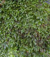 Attēlu rezultāti vaicājumam “Homalia trichomanoides”