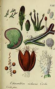 Attēlu rezultāti vaicājumam “Metzgeria violacea”