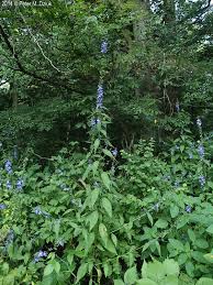 Image result for Campanula americana