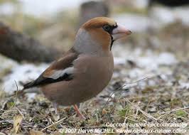Attēlu rezultāti vaicājumam “Coccothraustes coccothraustes adult”