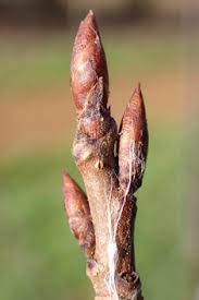 Attēlu rezultāti vaicājumam “Prunus cerasifera var. divaricata bud”