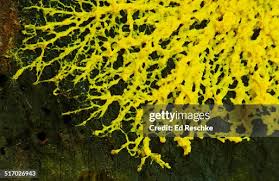 Attēlu rezultāti vaicājumam “Fuligo septica var. candida plasmodium”