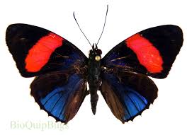 Attēlu rezultāti vaicājumam “Limenitis camilla upperside”