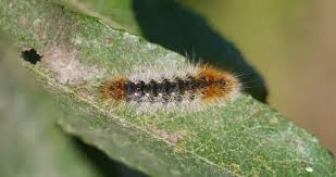 Attēlu rezultāti vaicājumam “Comatricha nigra young”