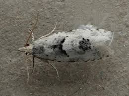 Attēlu rezultāti vaicājumam “Epinotia bilunana”