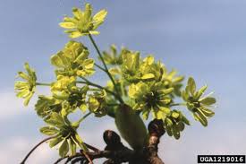 Attēlu rezultāti vaicājumam “Acer platanoides flower”