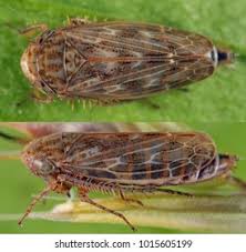 Attēlu rezultāti vaicājumam “Javesella pellucida female”