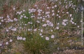Attēlu rezultāti vaicājumam “Eriophorum angustifolium flower”