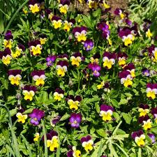 Attēlu rezultāti vaicājumam “Viola x williamsii flower”