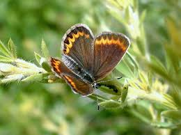 Attēlu rezultāti vaicājumam “Plebejus argus / Plebejus idas”