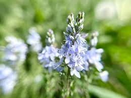 Image result for Veronica teucrium