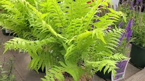 Attēlu rezultāti vaicājumam “Matteuccia struthiopteris”