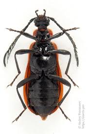 Attēlu rezultāti vaicājumam “Schizotus pectinicornis”