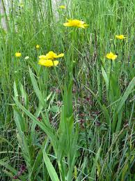 Attēlu rezultāti vaicājumam “Ranunculus lingua”